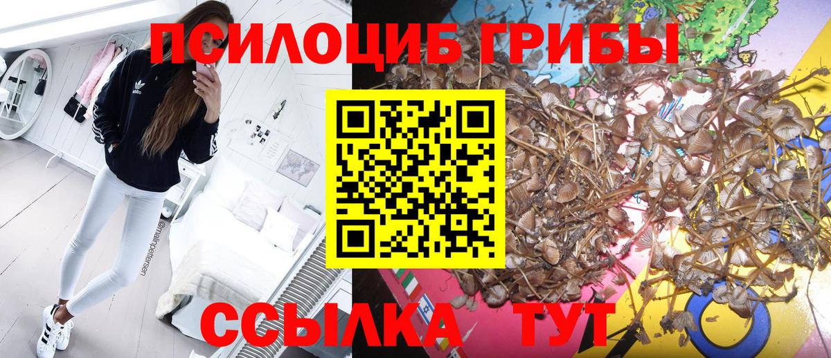 Псилоцибиновые грибы мицелий Великий Новгород
