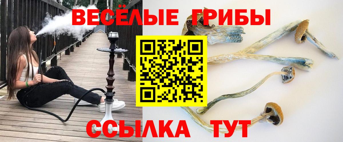 Галлюциногенные грибы мицелий  купить   Вход с VPN  Великий Новгород  Псилоцибиновые грибы Psilocybine cubensis 